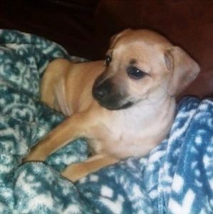 Meet your Posher, Olga